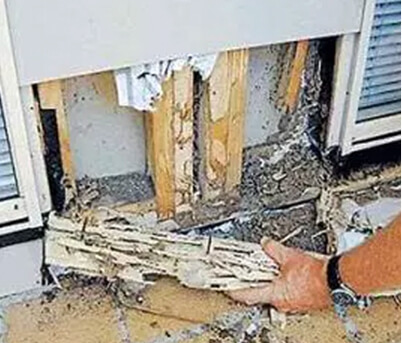building-pest-inspection