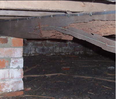 building-pest-inspection